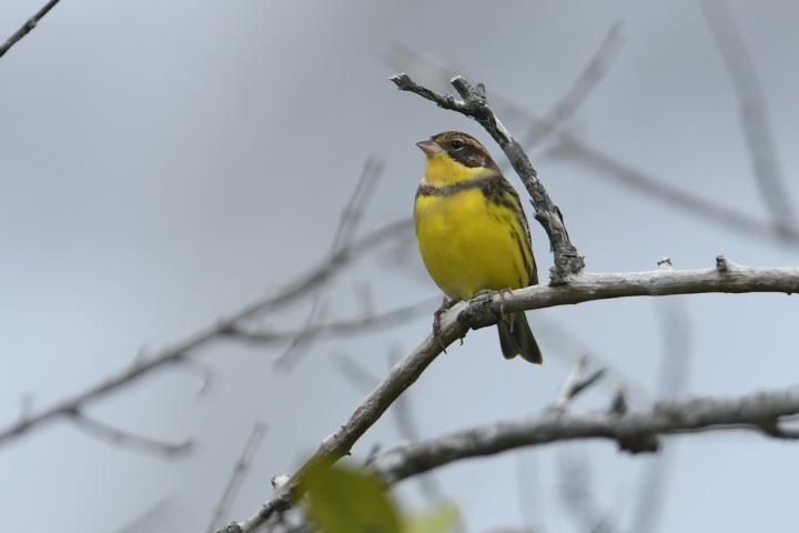 Yellow-breasted bunting