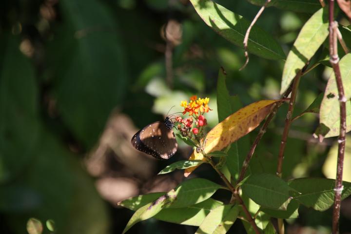 Conducive habitat for butterfly breeding