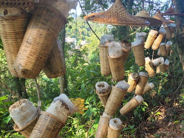 Forest Village: Agroforestry