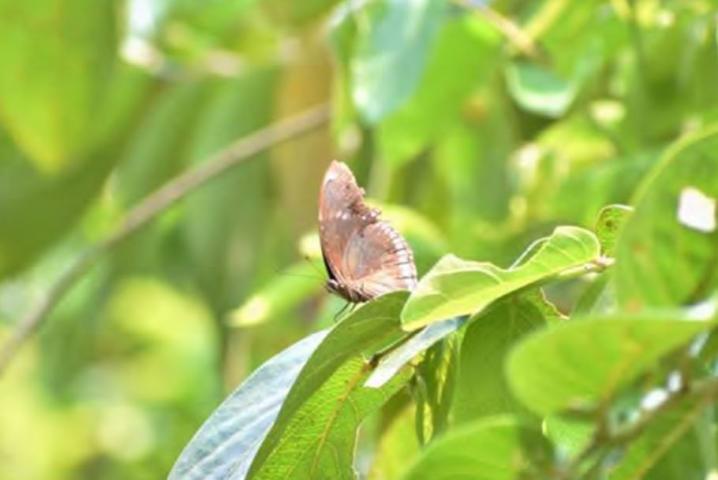 From Valley to Plain: Life Science Research in Kuk Po - Animals, Plants, and Fungi