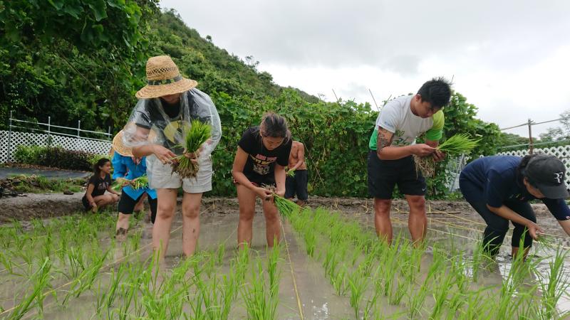 五谷丰收 香港米种「花腰仔」